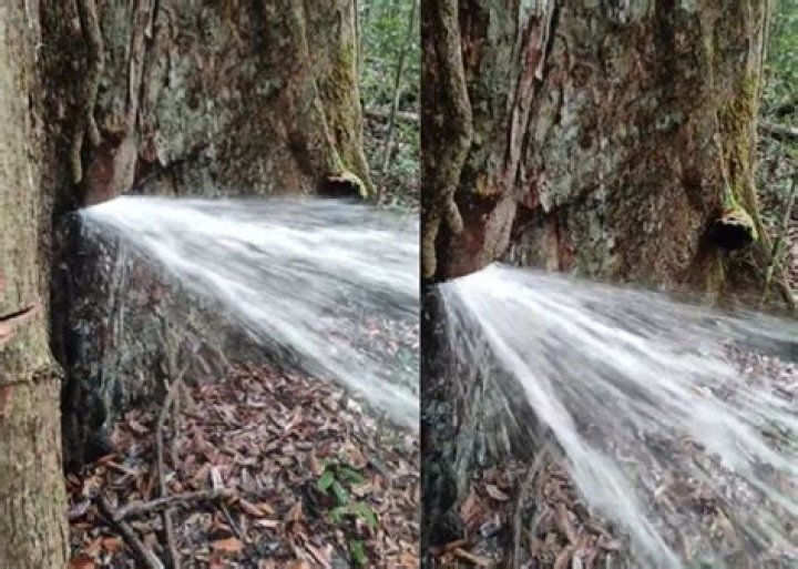 'Miracle Water' Gushes Out Of Tree In Owerri