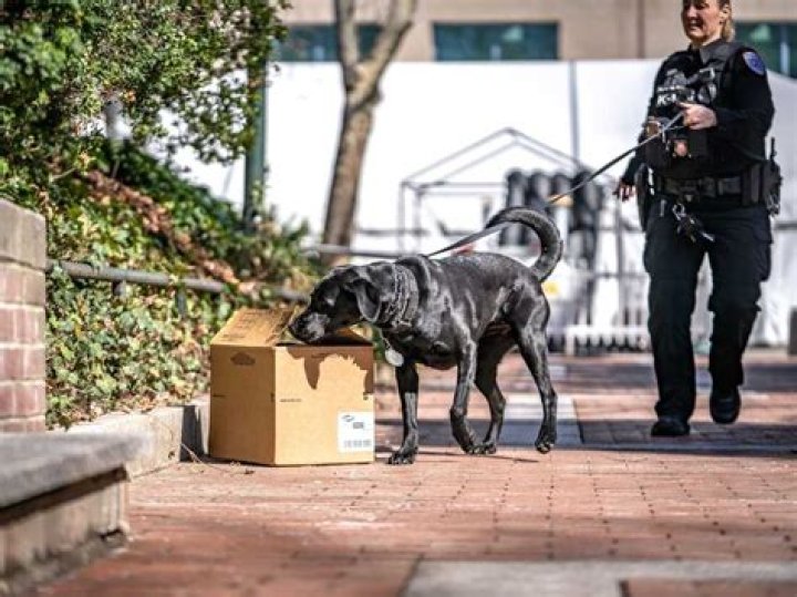 'We Need More Sniffer Dogs, 1 Costs $20,000,' Top Government Agency Boss Tells Lawmakers, FG