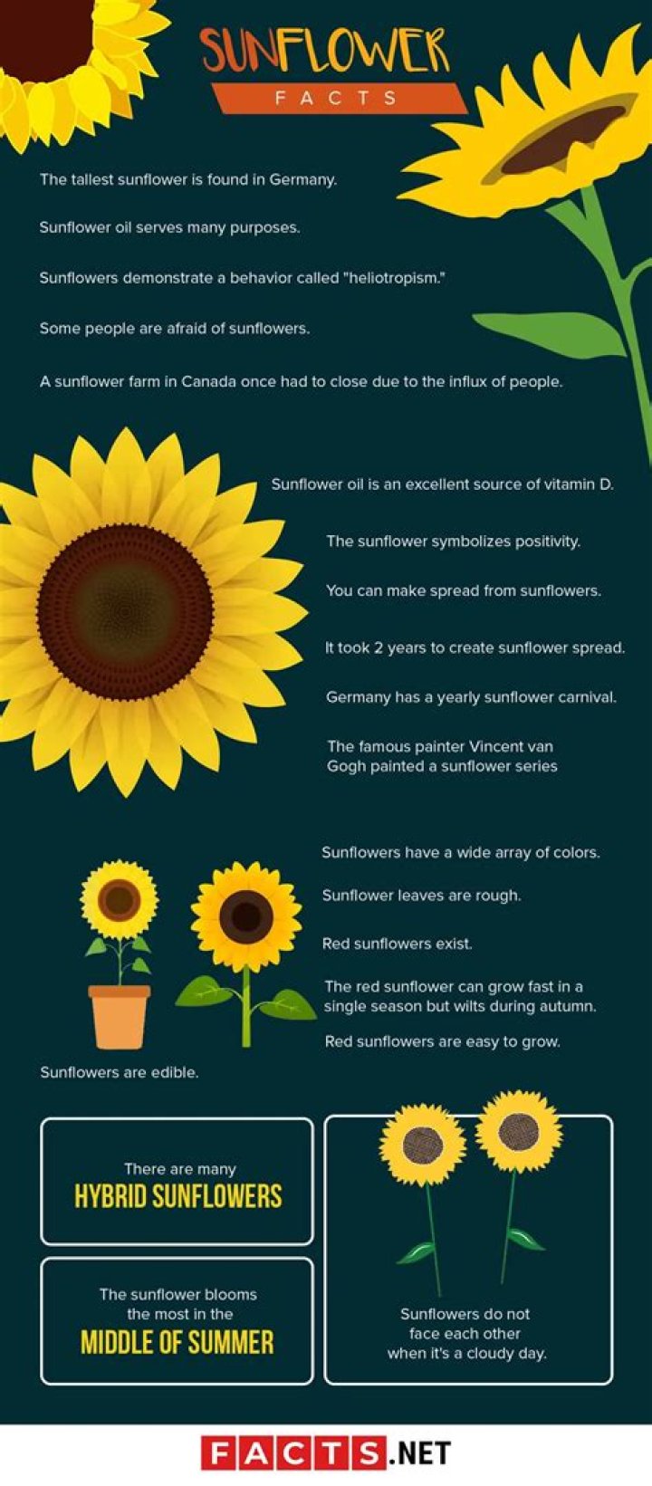 55 fascinating facts about sunflowers to make your day brighter