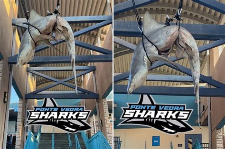 A Dead Shark Was Found Hanging From the Rafters at This Florida High School in Alleged Senior Prank