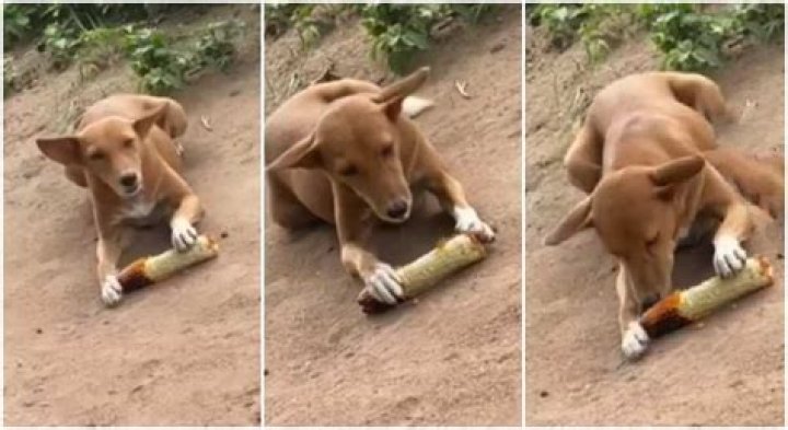"Agbado Season": Video Shows Adorable Nigerian Dog Eating Roasted Corn, Bites it with Amazing Passion