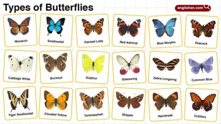 Butterflies 