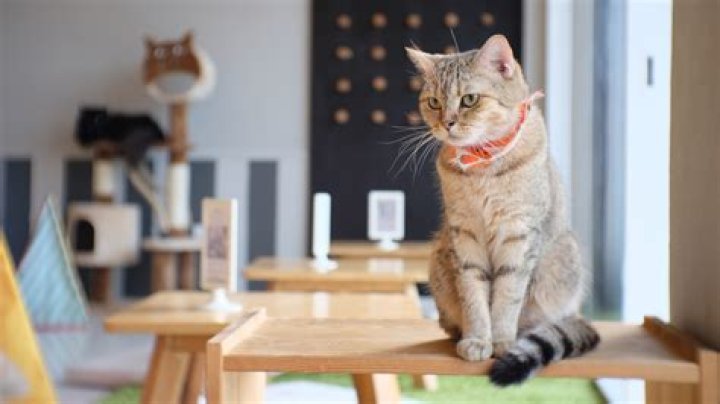 Gato Cafe Shark Tank – Founder, Net Worth and Investment