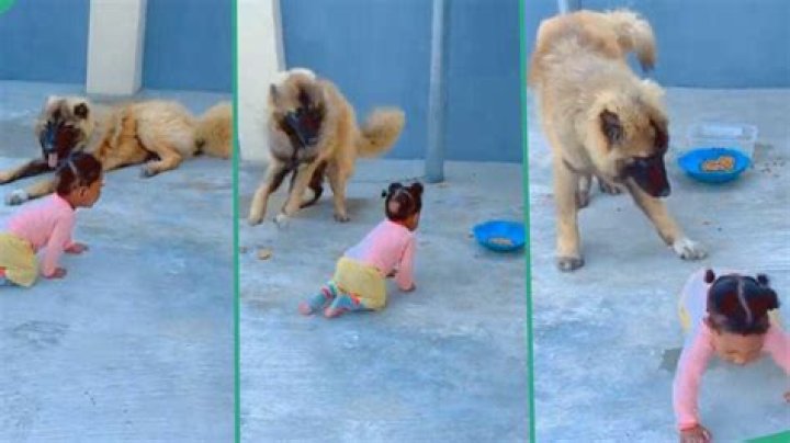 "It is Well Trained": Dog Jovially Prevents Little Child From Eating its Food, Video Melts Hearts