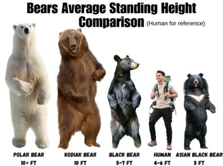 Peter Brown Height