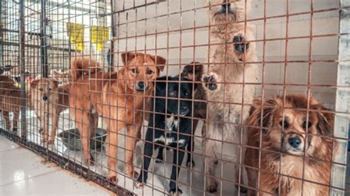 This Pilot Has Saved Thousands of Animals by Flying Them to No-Kill Shelters