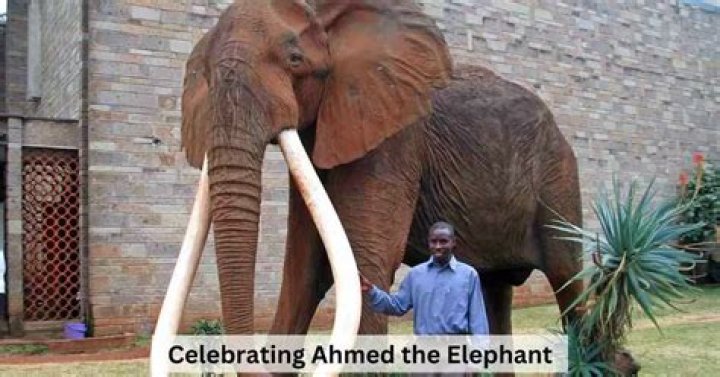 Was Ahmed The Elephant Killed? Death And Wikipedia
