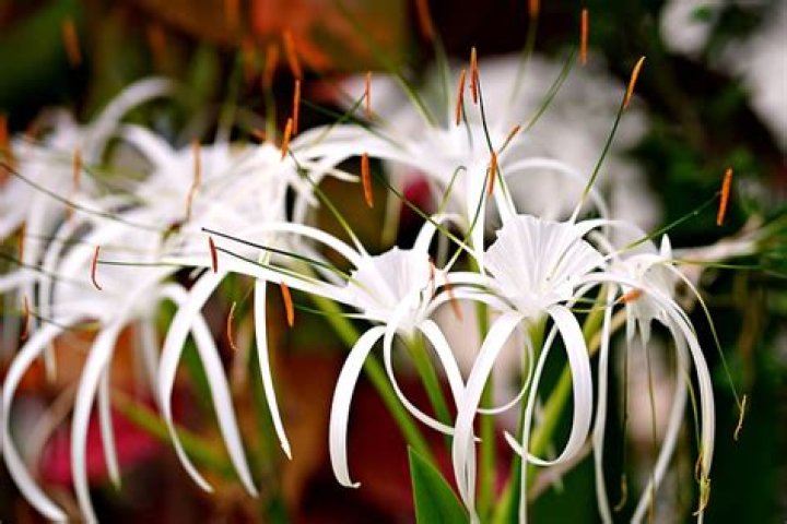 What is the spider lily's meaning? The flower's spiritual significance explained