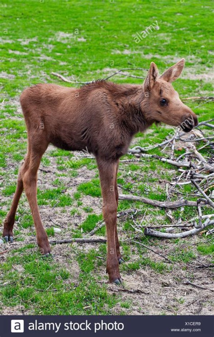 Young Moose ·